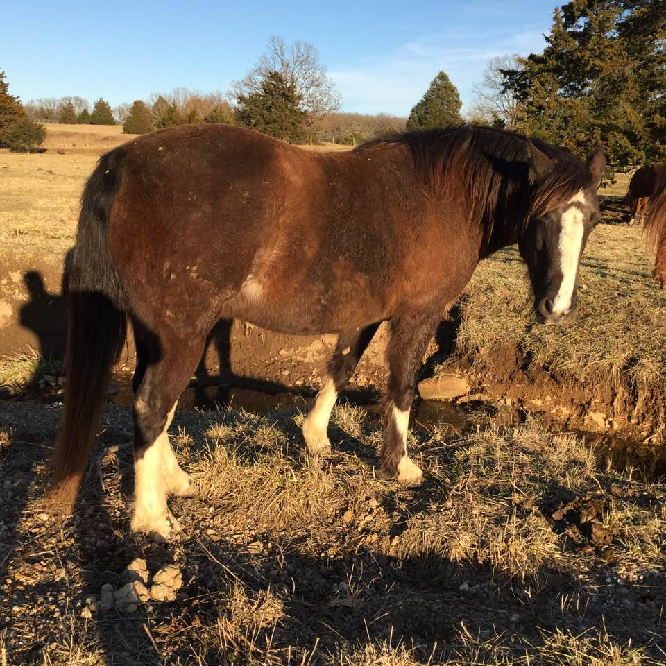 Horses For Sale RS Ranch Trail Rides