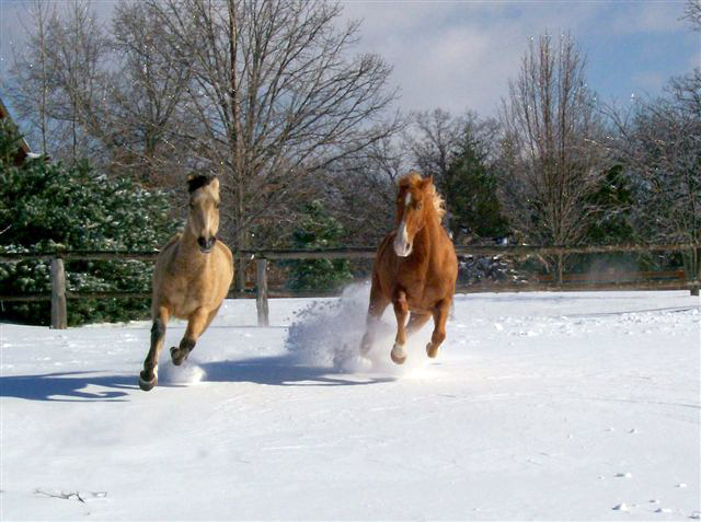 Horses Playing in the Snow