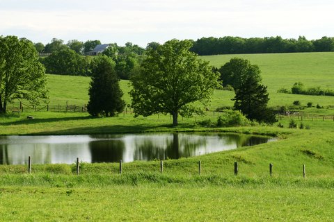 Landscape - Pond