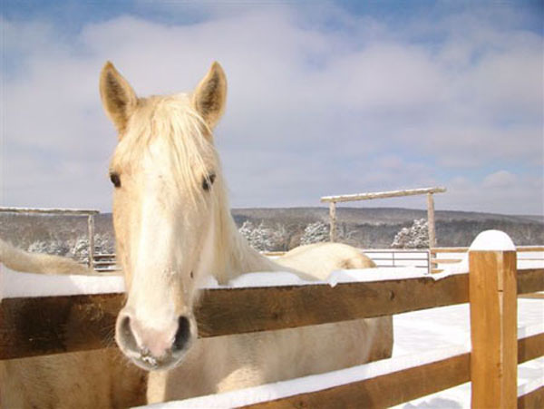 White horse in Winter