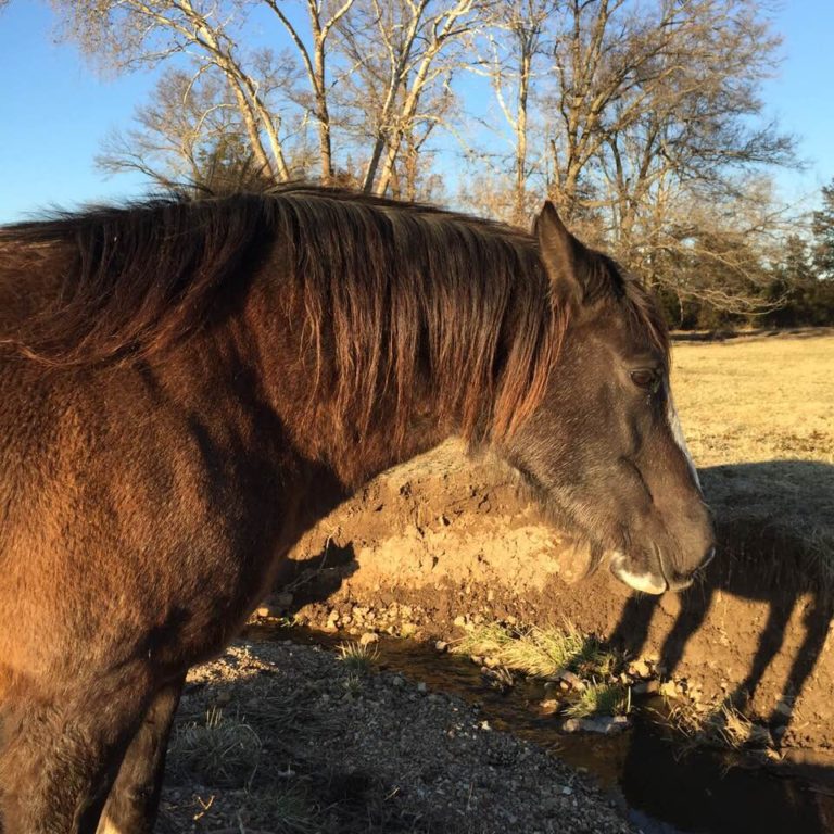 Horses For Sale | RS Ranch Trail Rides